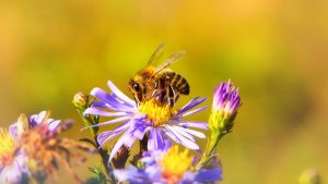 ABEJA POLINIZANDO